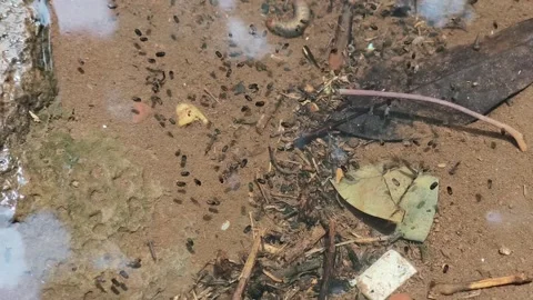 Crabs in Mud Tidal Zone Close-up Wildlife Stock Footage 341010644