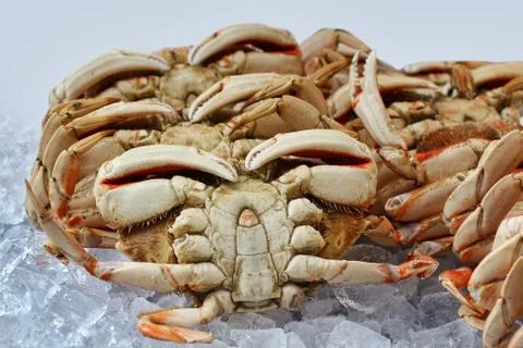 Crabs Stock Photos