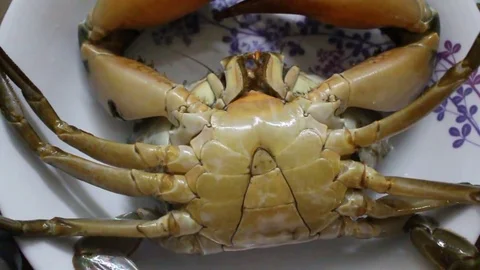 Crabs on the plate Stock Footage 78175183