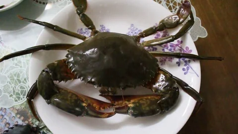 Crabs on the plate Stock Footage 78175204