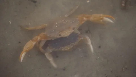 Crabs prepare to defend Stock Footage 94664244