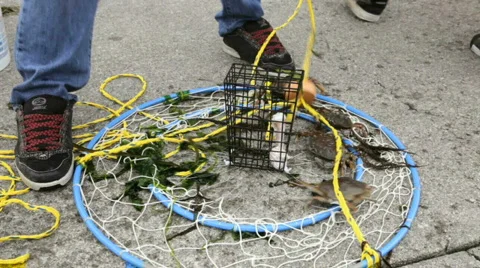 Crabs Released-Big Web 스톡 동영상 839349