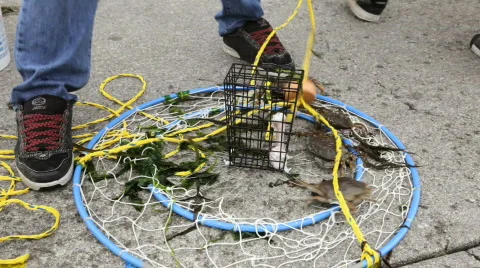 Crabs Released-HD 스톡 동영상 838380