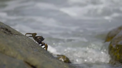 Crabs on the rock at the beach Stock Footage