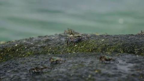 Crabs on the rock at the beach Stock Footage