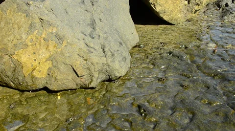 Crabs on Rock eating Stock Footage 27756382