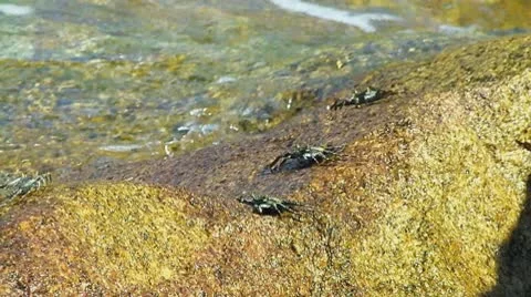 Crabs on a rock Stock Footage 8920318