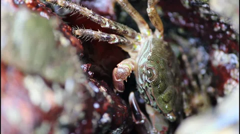 Crabs on the rock Vídeo Stock 32947878