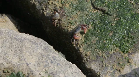 Crabs on rock Video stock 36785833