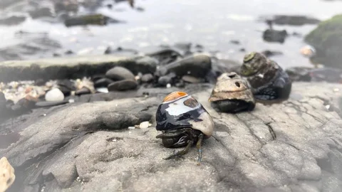 Crabs on The Rock Stock Footage 110810673