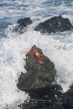 Crabs on rock while ocean wave crashes over them. Stock Photos