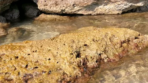 Crabs on the rocks of a beach in Salento Stock Footage 98427841