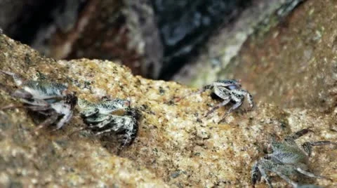 Crabs on rocks Stock Footage 10818700