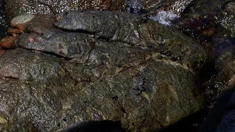 Crabs on rocks Stock Footage 81105736