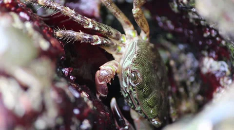 Crabs on the rocks, sea Видео 32960487