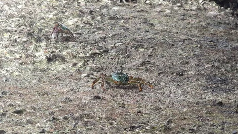 Crabs on rocks, tropics Stock Footage 168434881