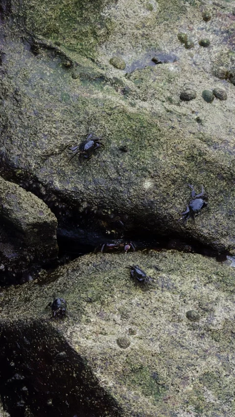 Crabs on Rocky Seashore Texture Stock Footage 279059980
