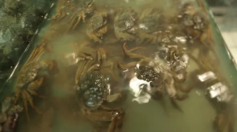Crabs for sale Stock Footage 11226416