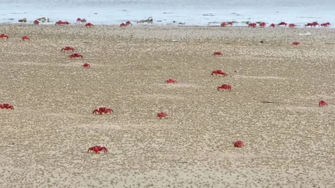 Crabs on sand beach Stock Footage 136111255