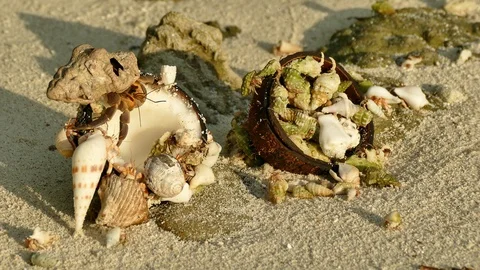 Crabs on sandy beach eating coco nut Stock Footage 90931388