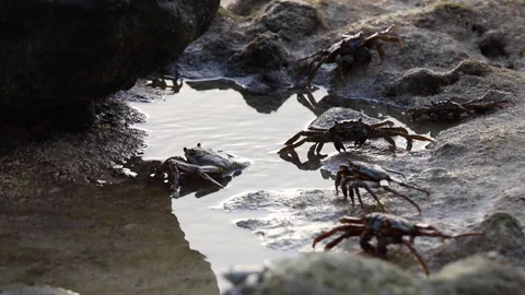 Crabs at sandy beach, Maldives Stock Footage 239892355