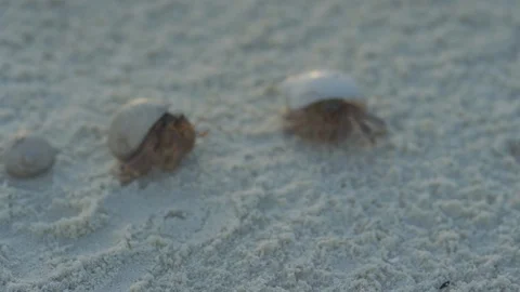 Crabs in shells playing and fighting together 動画素材 95416036