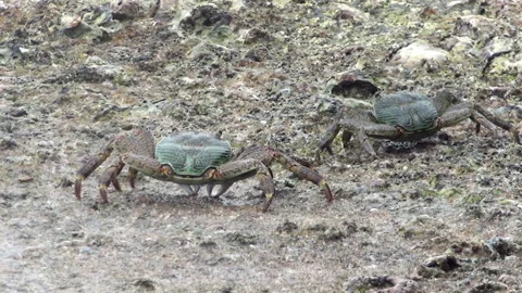 Crabs on Similan Island Video stock 166740017