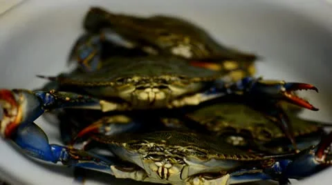 Crabs Stacked in Bucket Stock Footage 10709276