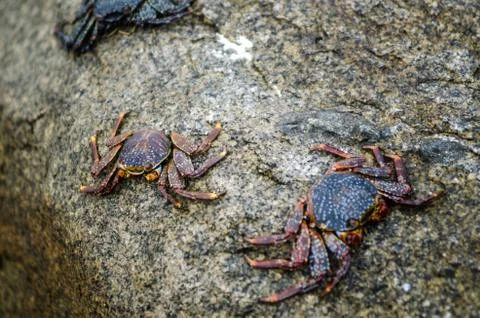Crabs on the stone of a beach Stock Photos