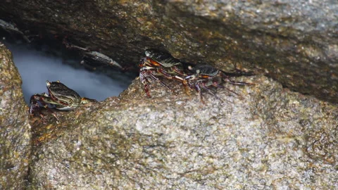Crabs on the stone Stock Footage 193668759