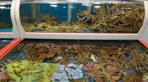 Crabs in a tank Stock Footage 33910371