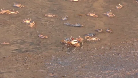Crabs in a tide pool along the Gulf of California coast Stock Footage 76167972