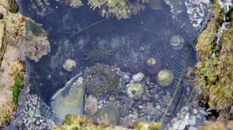 Crabs in a Tide Pool Stock Footage 27149704
