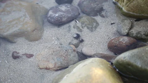 Crabs In Tide Pool Stock Footage 51518402