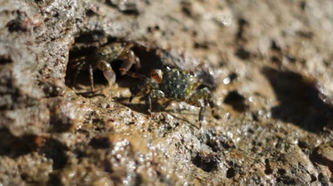 Crabs in Tidepools Stock Footage 31864122