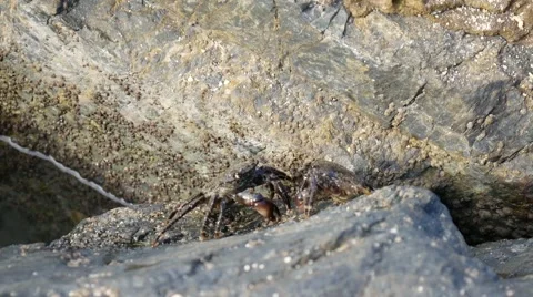 Crabs. Two crab quarrel. Vídeos de archivo 64011850