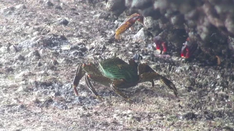 Crabs underwater on rocks Stock Footage 170605055