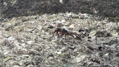 Crabs underwater on rocks Video stock 171255937