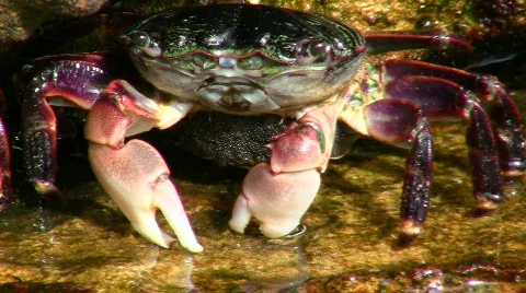 Crabs V2 - HD 스톡 동영상 777970