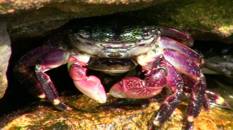 Crabs V3 - HD 스톡 동영상 777939