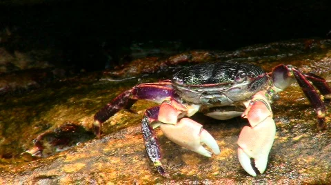 Crabs V5 - HD Stock Footage 777913