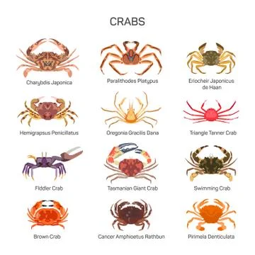 Crabs vector set in flat style design. Different kind of crab species icons Stock Illustration
