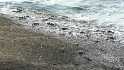 Crabs walk on the stone Stock Footage 71762309