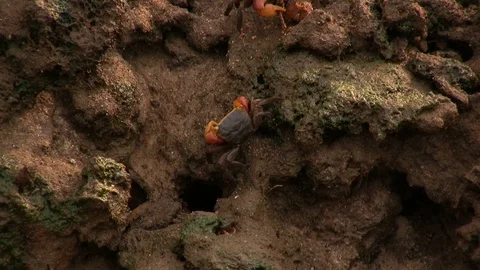 Crabs walking Stock Footage 89363541