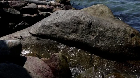 Crabs walking on rock Stock Footage 81105814