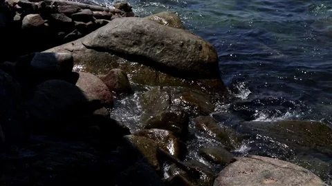 Crabs walking on rocks, ocean Stock Footage 81105945
