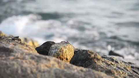 Crabs walking on a stone beach with waves Video stock 95175708