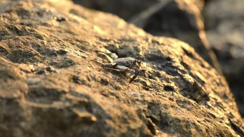 Crabs walking on a stone beach with waves Stock Footage 95175711