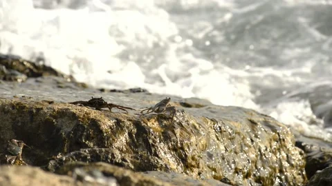 Crabs walking on a stone beach with waves Stock Footage 95175717