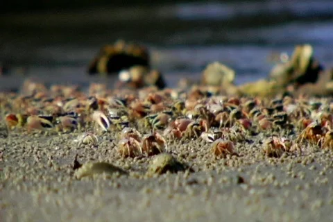 Crabs washed inland Stock Footage